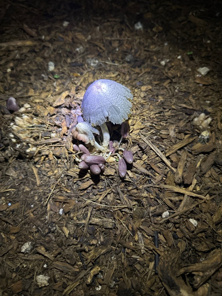 img_8a263b40-b862-4590-80b8-5d27b3d770e9